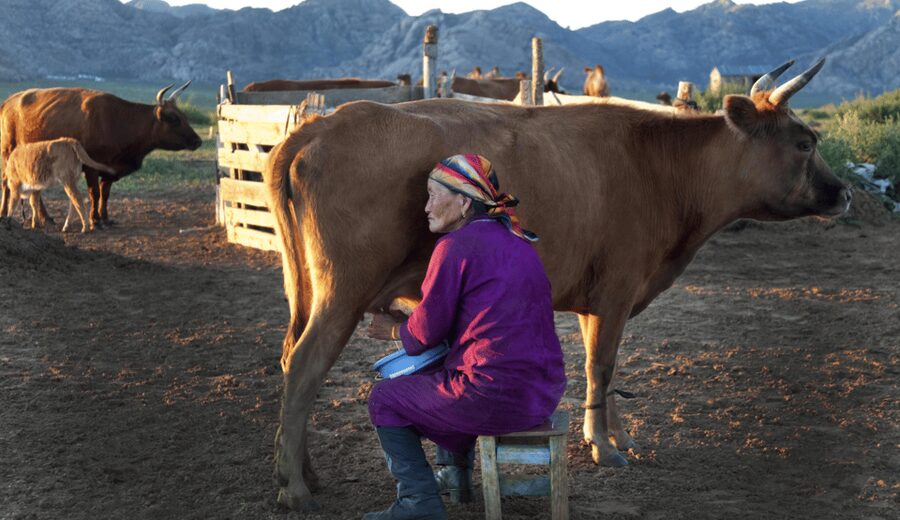 MONGOLIAN NOMADS: 2-Day Horse Trekking & Cow Milking Tour - Horseback herding across open country