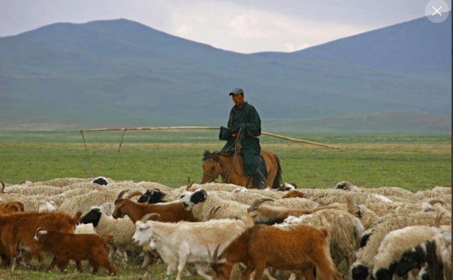 MONGOLIAN NOMADS: 2-Day Horse Trekking & Cow Milking Tour - Cow milking and the family’s evening routine