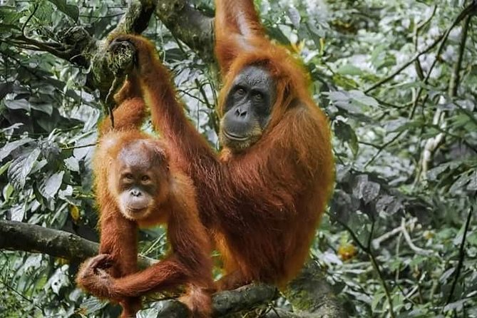 Monkey Business 3 days - 2 nights Jungle trekking (including rafting) - Day one, leaving Bukit Lawang for the forest