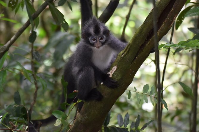 Monkey Business 3 days - 2 nights Jungle trekking (including rafting) - What orangutan sightings are really like