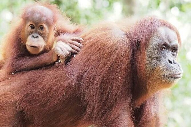 Monkey Business 3 days - 2 nights Jungle trekking (including rafting) - Leeches, mosquitoes, and what to pack