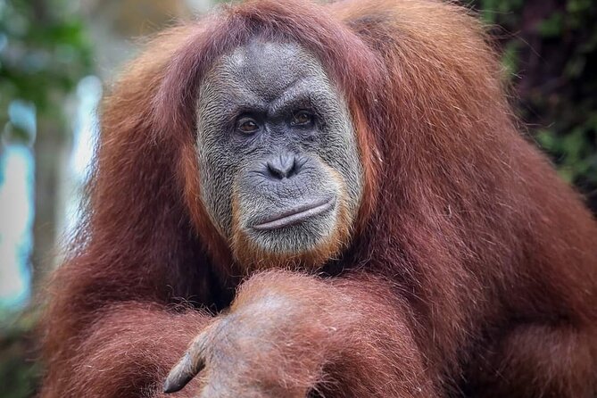 Monkey Business 3 days - 2 nights Jungle trekking (including rafting) - Is $205.37 good value?