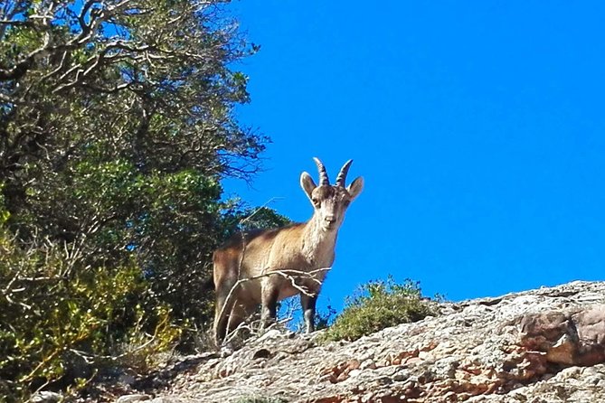 Montserrat Land of Shrines - One Day Small Group Hiking Tour from Barcelona - Lunch, water, and the value of the package