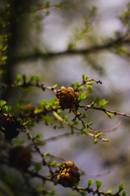 Moraine Lake & Larch Valley Hike - Key points at a glance