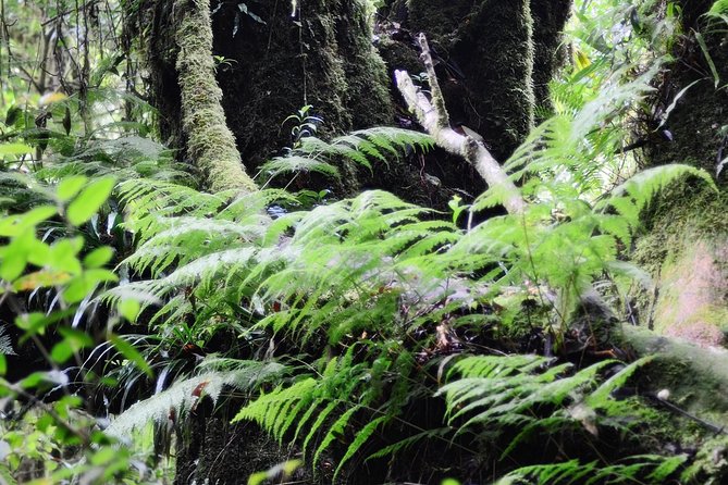 Mount Doi Inthanon Hiking & Bird Watching - Why Doi Inthanon is worth the early alarm