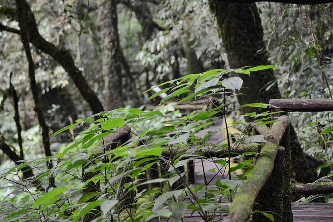 Mount Doi Inthanon Hiking & Bird Watching - Two hours of bird-watching with Joe or Ming