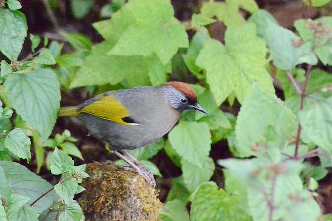Mount Doi Inthanon Hiking & Bird Watching - Waterfall, farms, and traditional coffee