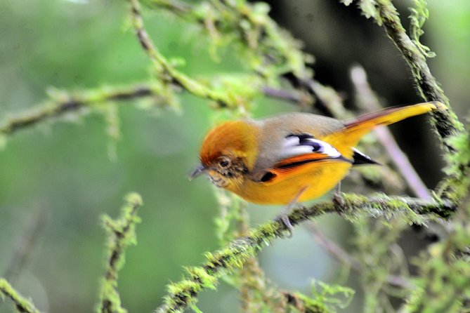Mount Doi Inthanon Hiking & Bird Watching - The 5:00 am departure from Chiang Mai