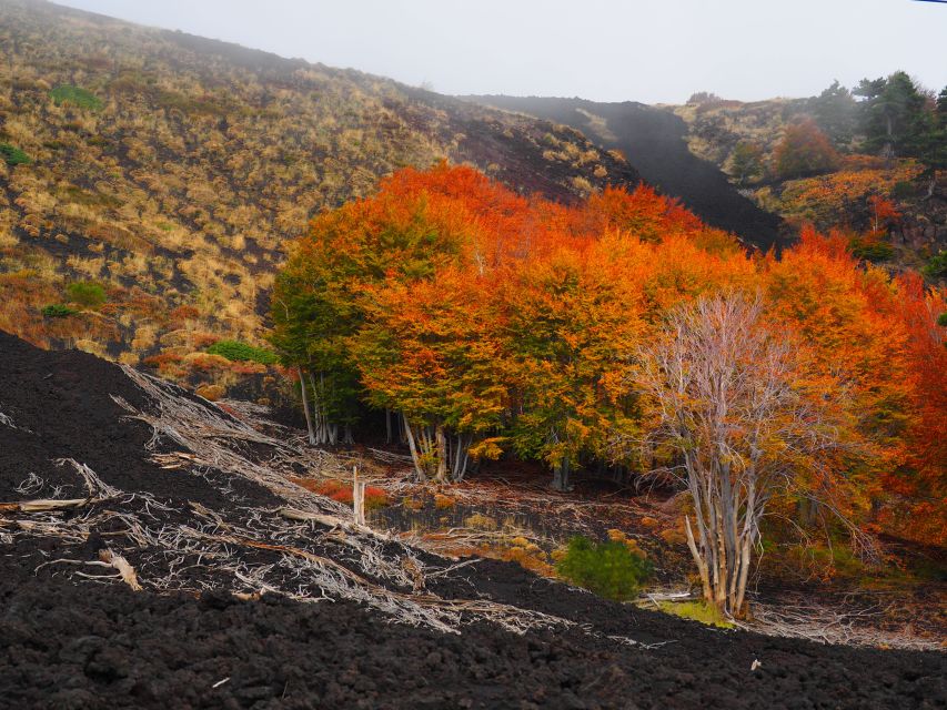 Mount Etna: Trek to the Craters of The 2002 Eruption - Why the 2002 date matters