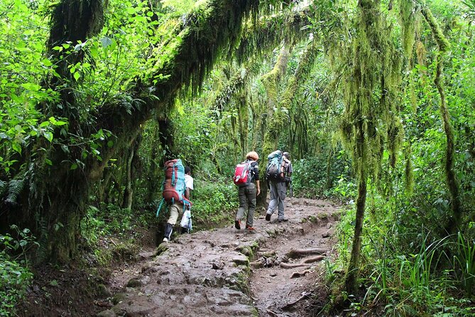 Mount Kilimanjaro Day Hike Through Marangu Route to Mandara Hut - The return to Marangu Gate