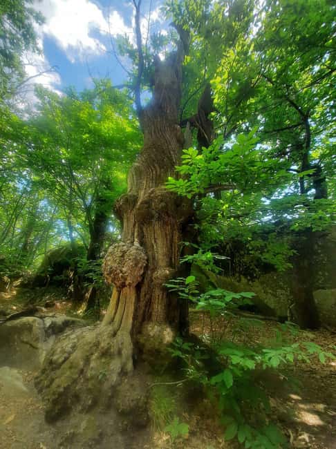 Mountain Train Experience: Hike & Mystic Forest (From Nice) - The guide can make or break the day