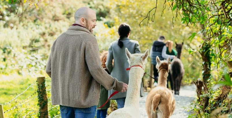 N. Ireland: Award Winning Guided Scenic Alpaca Trekking - Key points at a glance