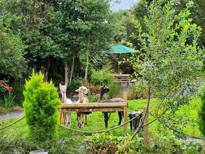 N. Ireland: Award Winning Guided Scenic Alpaca Trekking - Meeting your alpaca at BallyBurren
