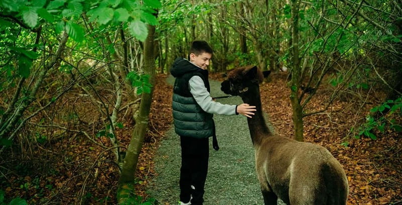 N. Ireland: Award Winning Guided Scenic Alpaca Trekking - Photo moments and the island coffee stop