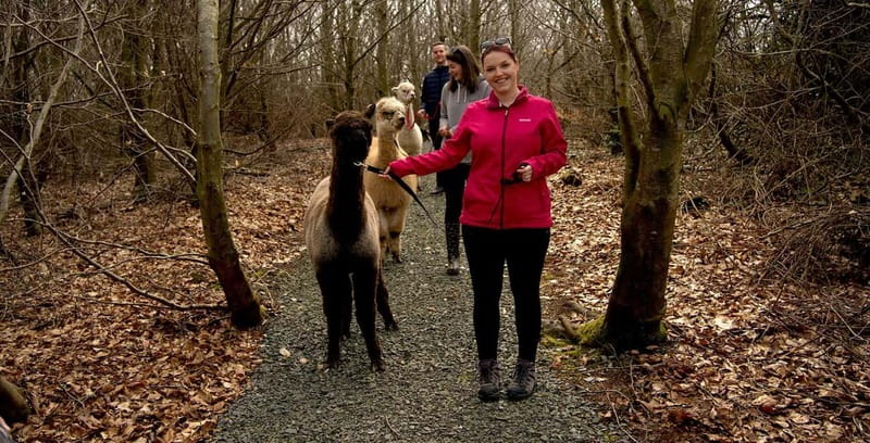 N. Ireland: Award Winning Guided Scenic Alpaca Trekking - The final 10 minutes with the alpacas
