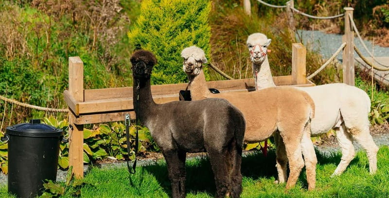 N. Ireland: Award Winning Guided Scenic Alpaca Trekking - What the $34 price gets you