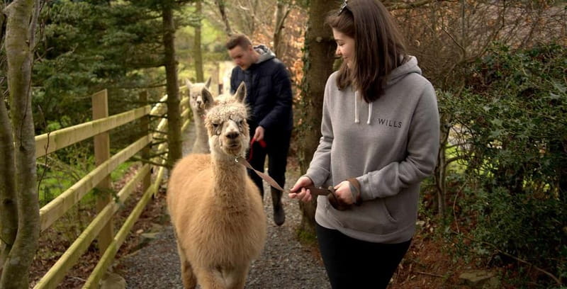 N. Ireland: Award Winning Guided Scenic Alpaca Trekking - Should you book the BallyBurren alpaca trek?