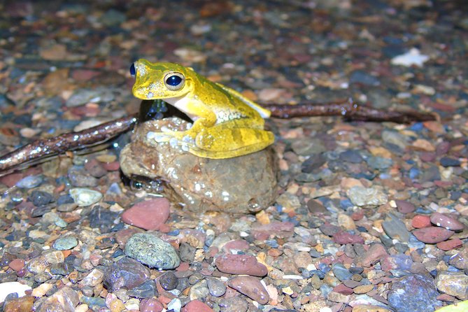 Nativos Corcovado Night Hike in DrakeBay - What the $68 price gets you in three hours