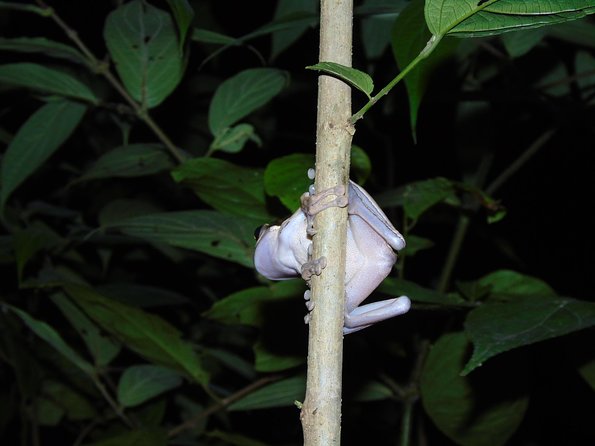 Nativos Corcovado Night Hike in DrakeBay - Boots, flashlights, and what to wear