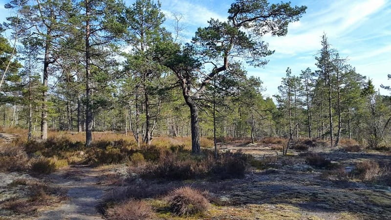 Nature Hike from Stockholm - Reaching Stockholm County’s highest area