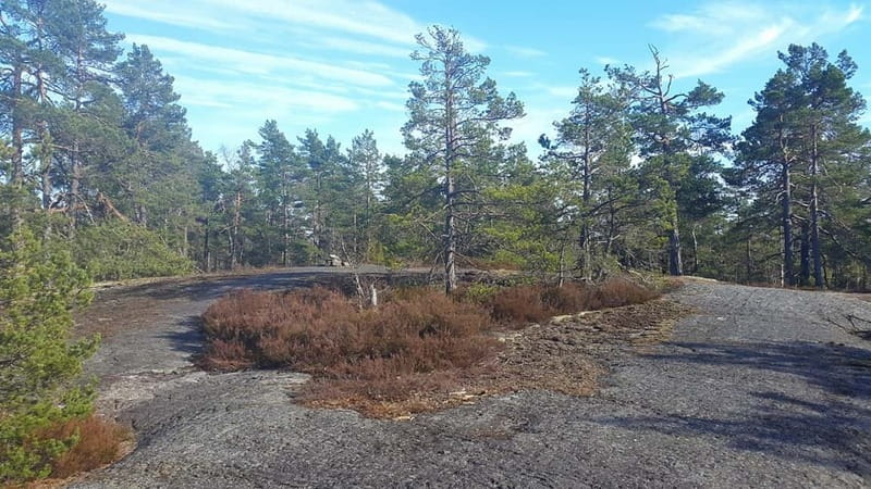 Nature Hike from Stockholm - Watching for capercaillie in the woods