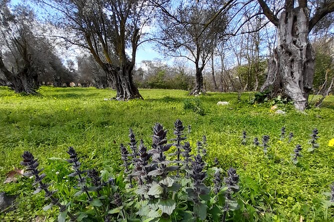 Naxos: Countryside hike among villages & Byzantine churches - Inside the old olive press