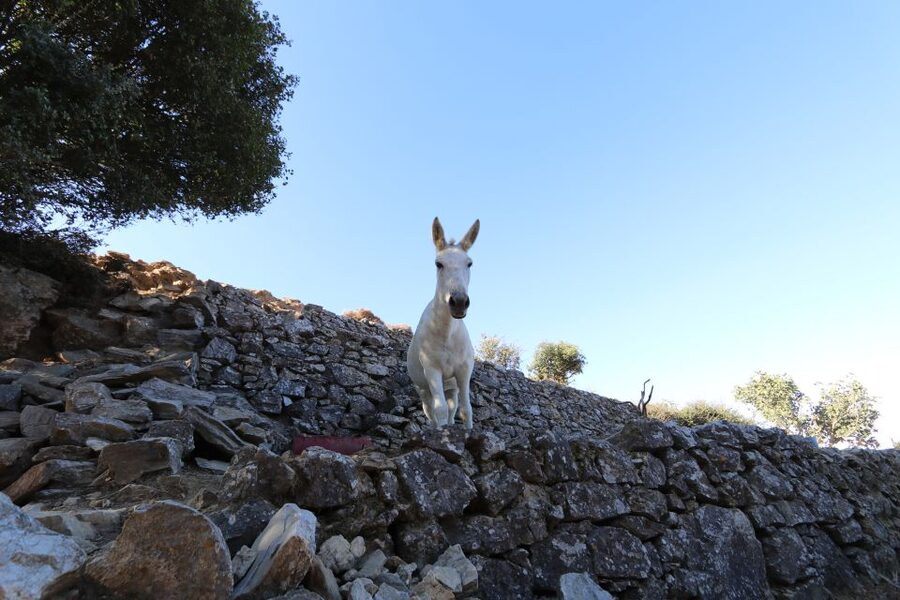 Naxos: Hike to the Top of Mount Zas with a Guide - Timing, transport, and weather