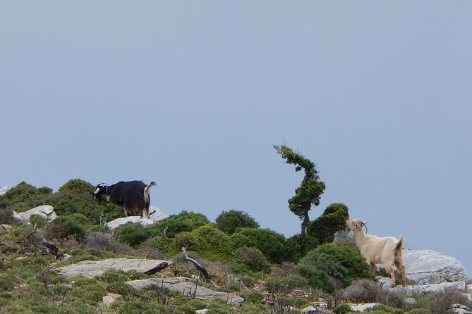 Naxos: Hike to the Top of the Cyclades - Mount Zas - The summit view over the Cyclades