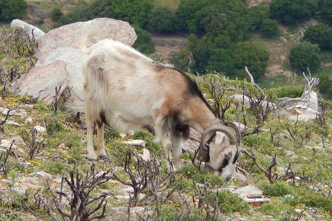 Naxos: Hike to the Top of the Cyclades - Mount Zas - Who should book this Mount Zas hike?