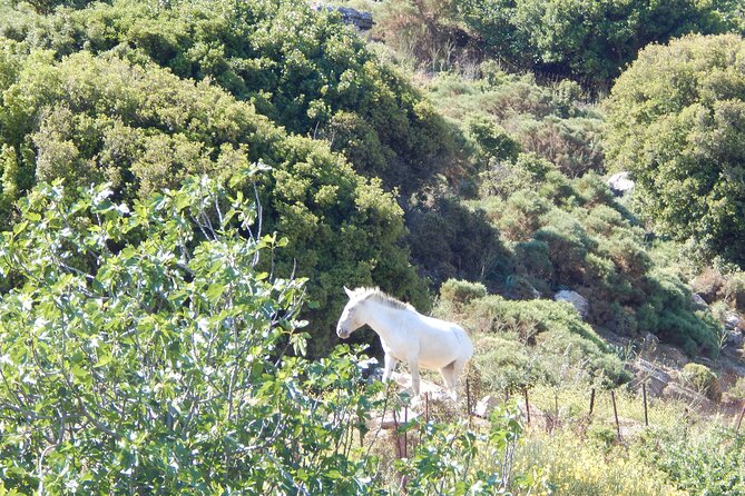 Naxos: Hike to the Top of the Cyclades - Mount Zas - Zeus, old markings, and Naxian plants
