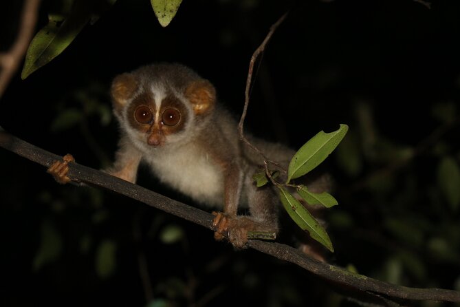 Night Hike to see Elusive & Rare Loris in Sigiriya - Searching Pidurangala After Dark