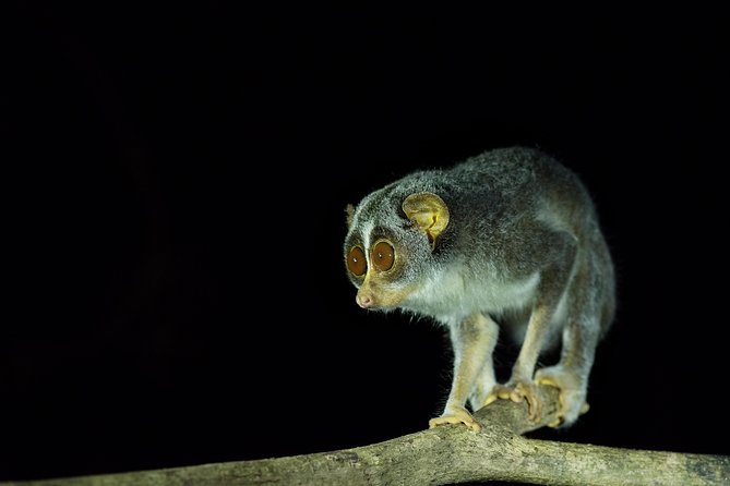 Night Hike to see Elusive & Rare Loris in Sigiriya - What You Might See Besides a Loris