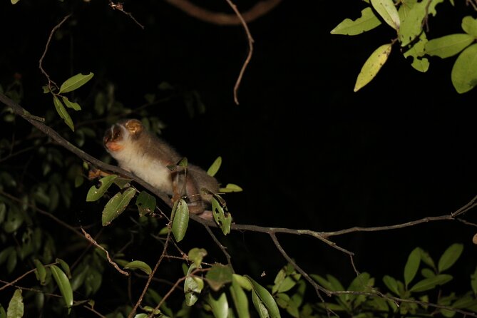 Night Hike to see Elusive & Rare Loris in Sigiriya - Your Chances of Seeing a Loris