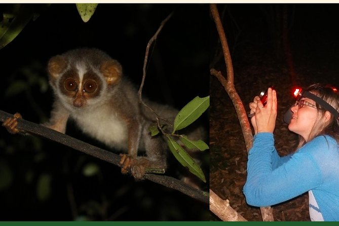 Night Hike to see Elusive & Rare Loris in Sigiriya - Why the Conservation Angle Adds Value