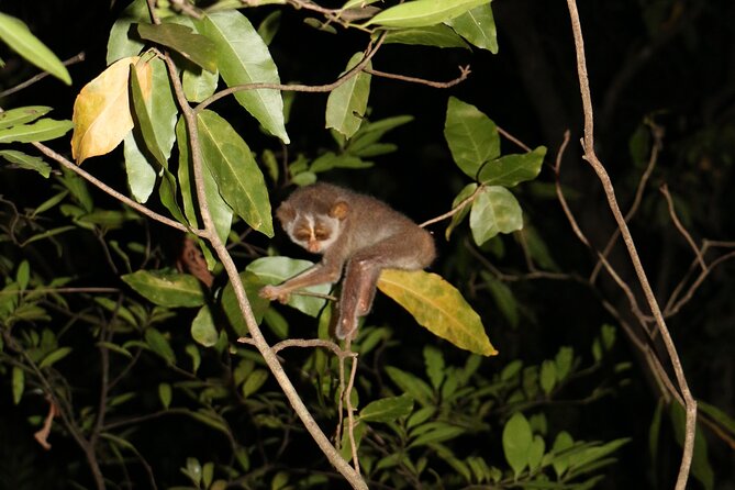 Night Hike to see Elusive & Rare Loris in Sigiriya - Price, Timing, and Practical Value