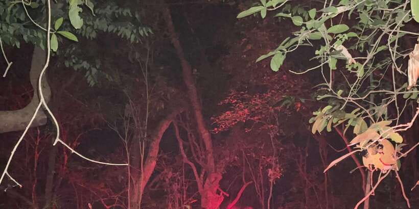 Night Hike to see Elusive & Rare Loris in Sigiriya - Should You Book the Loris Night Hike?