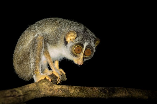 Night Hike to see Elusive & Rare Loris in Sigiriya - A Short Jungle Walk With Serious Wildlife Spotting