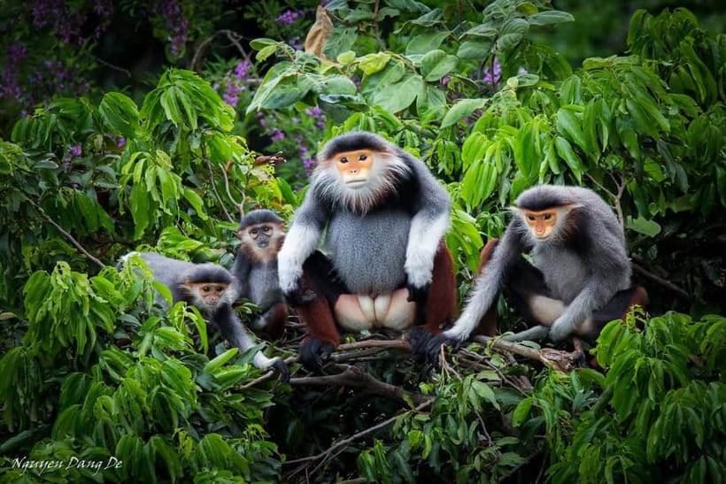 Ninh Binh: Cuc Phuong Jungle Hike & Wildlife Day Trip - Why Cuc Phuong makes a better nature day than a quick photo stop