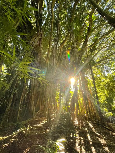 Oahu: Hidden Hawaii Waterfall Hike and Beach Tour - Picking the right hike for your ability