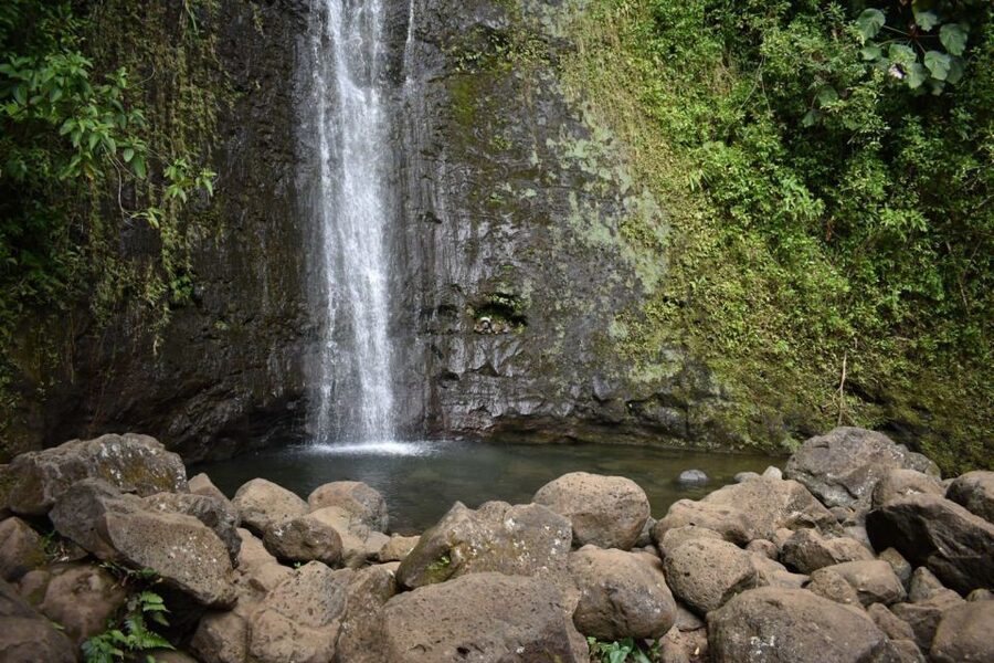 Oahu: Manoa Falls Waterfall Hike with Lunch and Transfers - Timing, transport, and the real value of $119