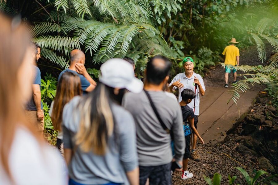 Oahu: Manoa Falls Waterfall Hike with Lunch and Transfers - Who should book this Manoa Falls outing?