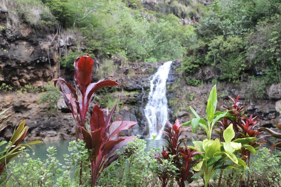 Oahu: Valley of Waimea Falls Swim & Hike with Lunch & Dole - Key points to know before booking
