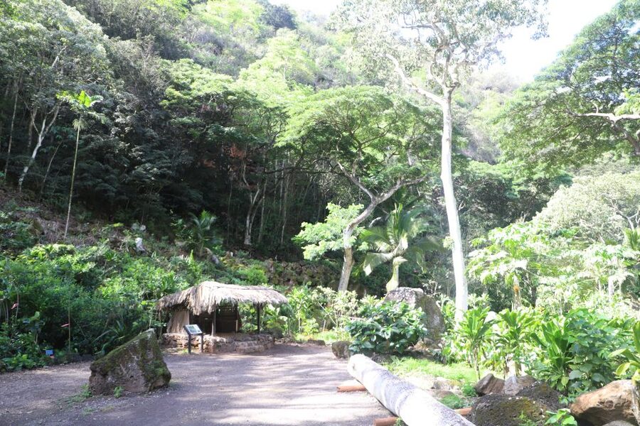 Oahu: Valley of Waimea Falls Swim & Hike with Lunch & Dole - Should you book this Waimea Falls tour?