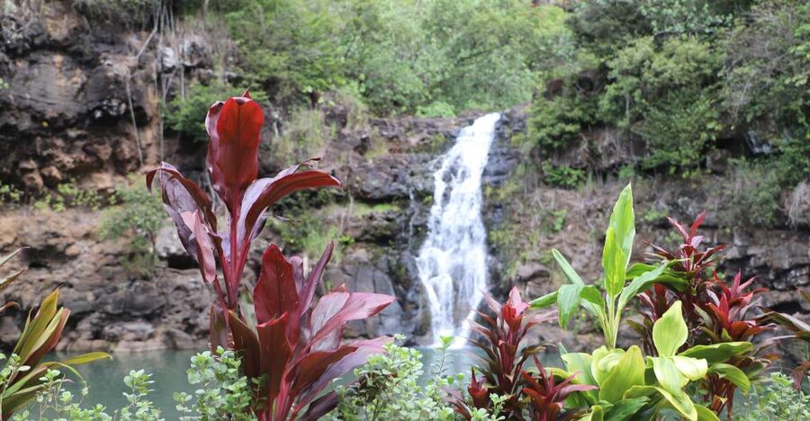 Oahu: Valley of Waimea Falls Swim & Hike with Lunch & Dole - Walking the 1.5-mile trail through Waimea Valley