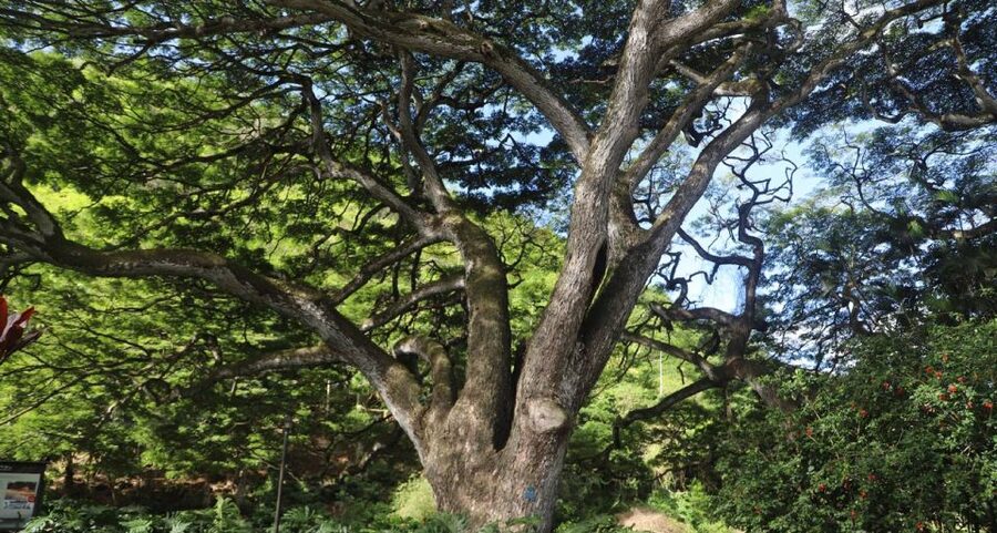 Oahu: Valley of Waimea Falls Swim & Hike with Lunch & Dole - Swimming beneath Waimea Falls