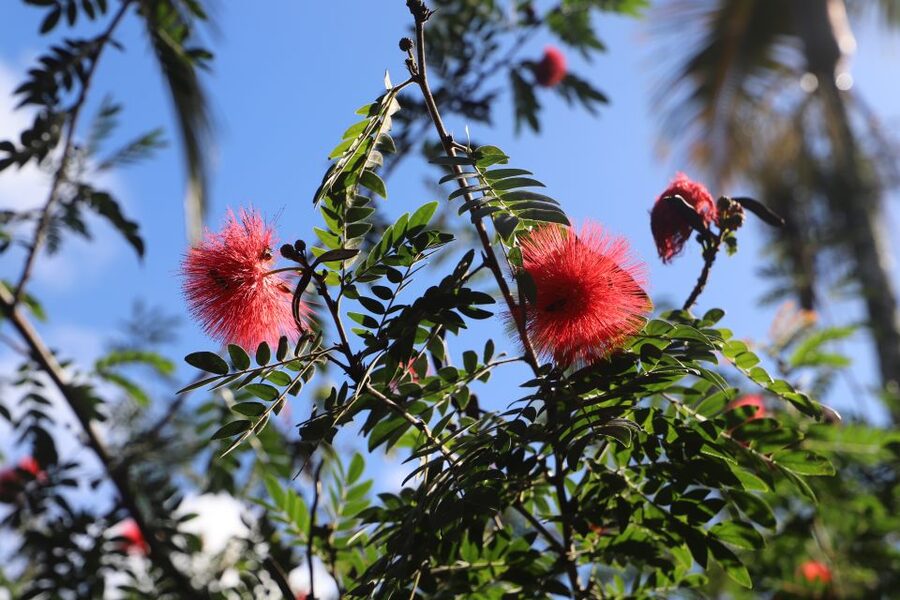 Oahu: Valley of Waimea Falls Swim & Hike with Lunch & Dole - What you get from the guide
