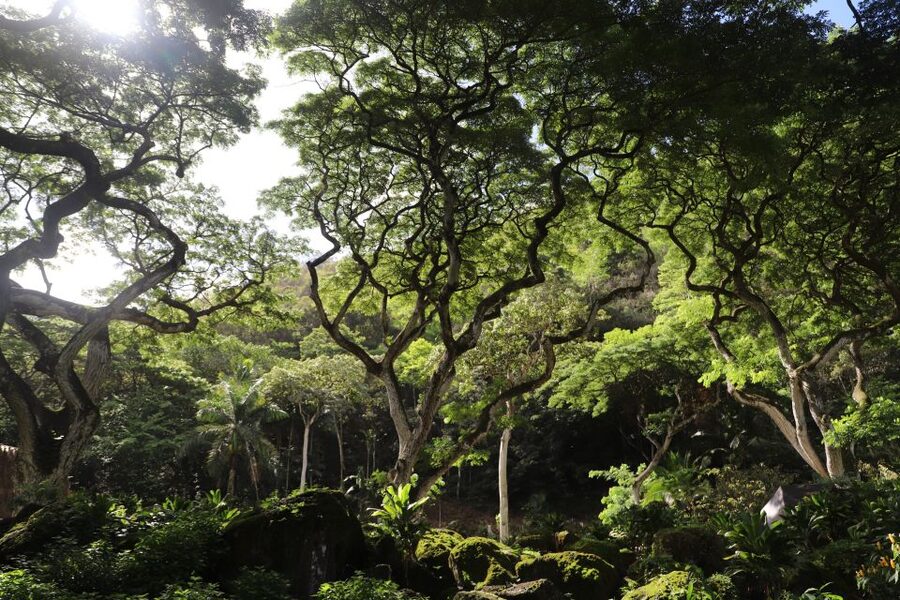 Oahu: Valley of Waimea Falls Swim & Hike with Lunch & Dole - Comfort, weather, and who should book