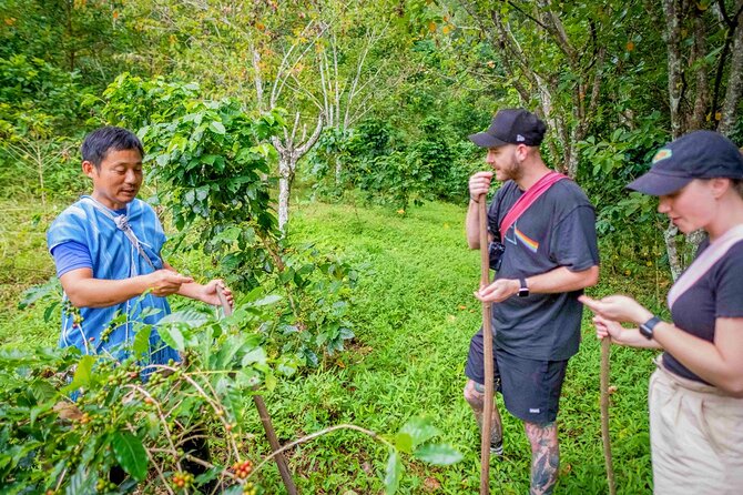 Off the Map Chiang Mai Jungle Coffee Trek Roast and Brew - What the $123.87 price includes