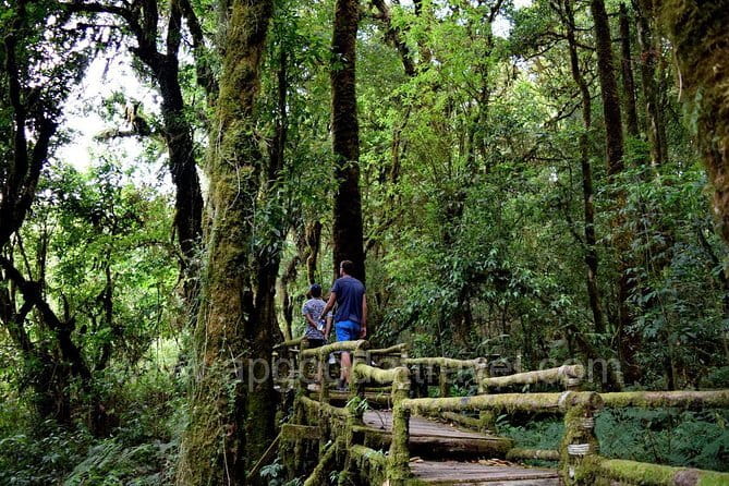 One day Doi Inthanon National Park & Trekking on Kew Mae Pan - Why Doi Inthanon works as a full-day escape
