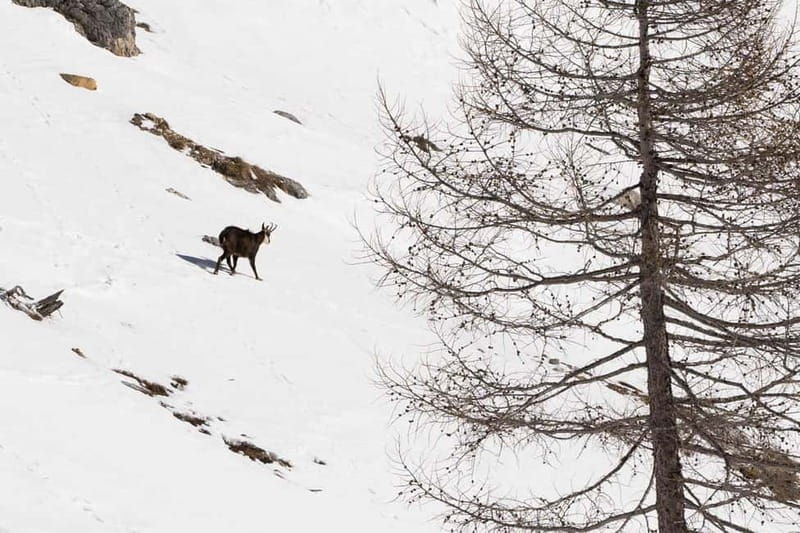One day hike with snowshoes to discover Dolomites - Who should book this Dolomites hike